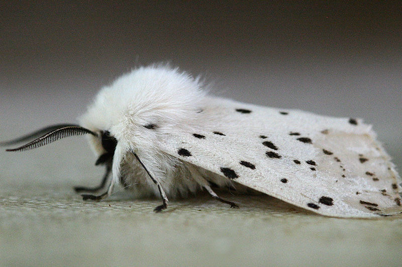 Немного информации о моли Немного информации о моли